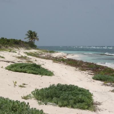 Tis Tulum Bio 2