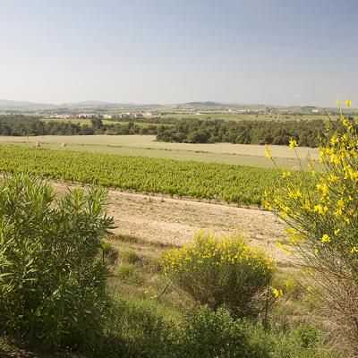 Vineyards